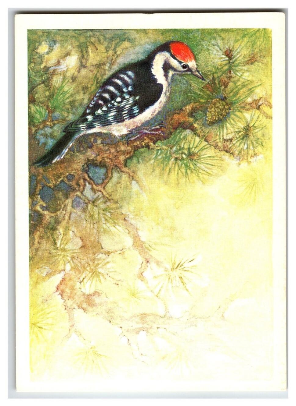 1979 USSR Lesser Spotted Woodpecker Bird Art Postcard K. Isakov